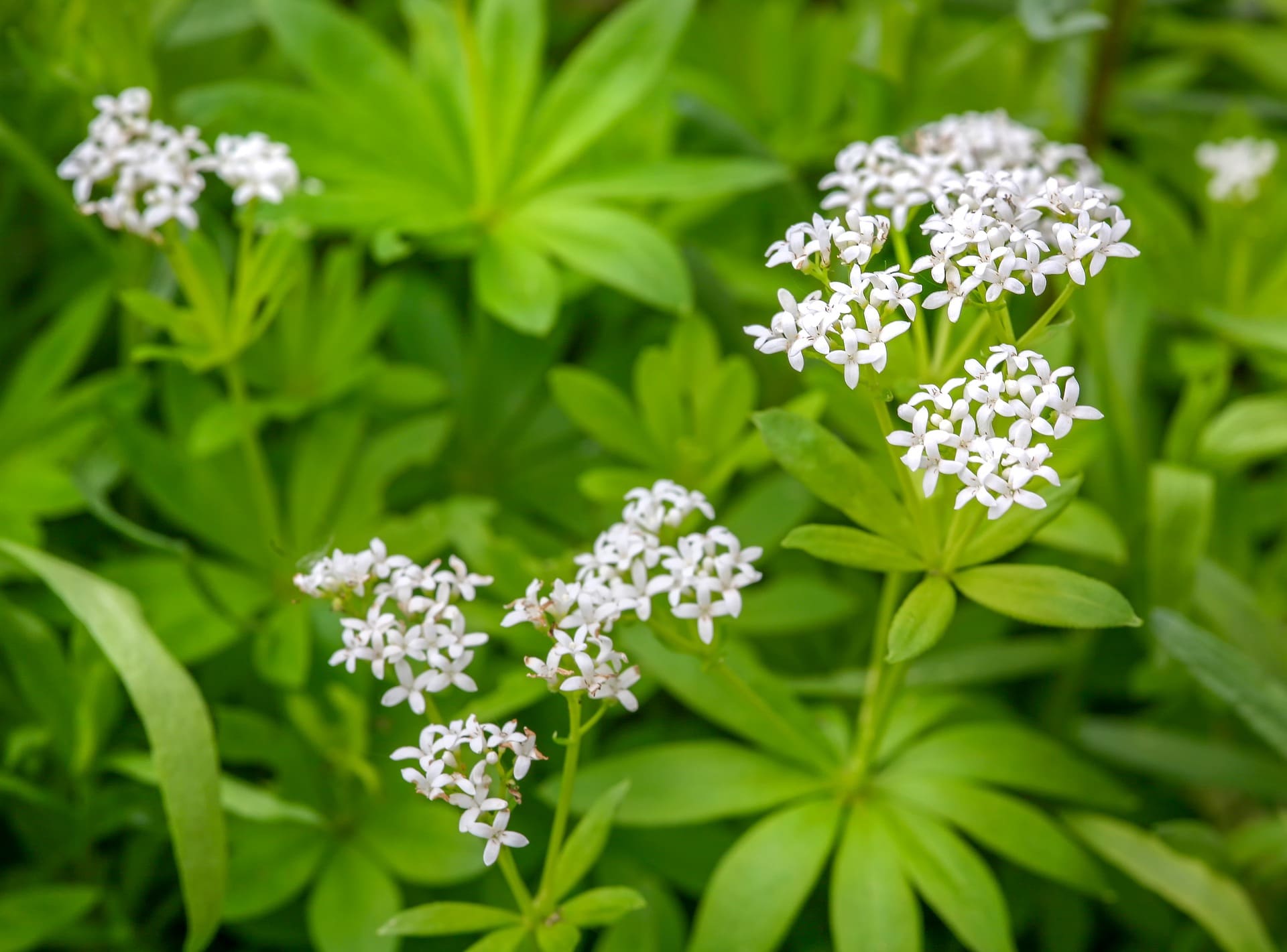 Gesundheitliche Vorteile von Waldmeister - Wundheilung und Entzündung