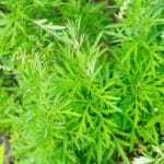 Überwiegen die Vorteile von Artemisia Annua die potenziellen Risiken