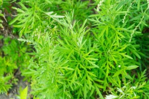 Überwiegen die Vorteile von Artemisia Annua die potenziellen Risiken