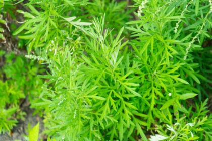 Überwiegen die Vorteile von Artemisia Annua die potenziellen Risiken