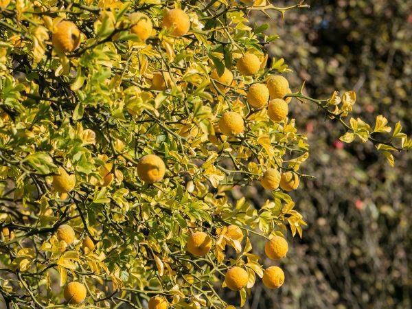 Bitterorangenbaum (Citrus aurantium)