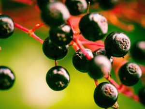 Vorteile der Holunderbeere bei Erkältungen, Grippe, Allergien und mehr