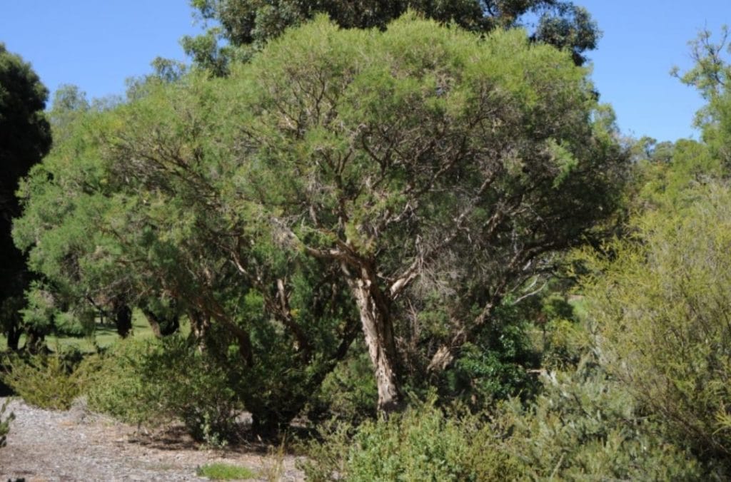 Pflanze Melaleuca alternifolia