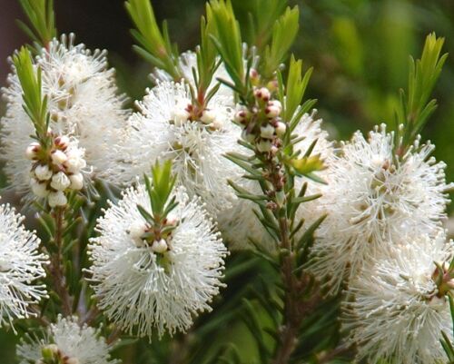 Pflanze Melaleuca alternifolia Blüten