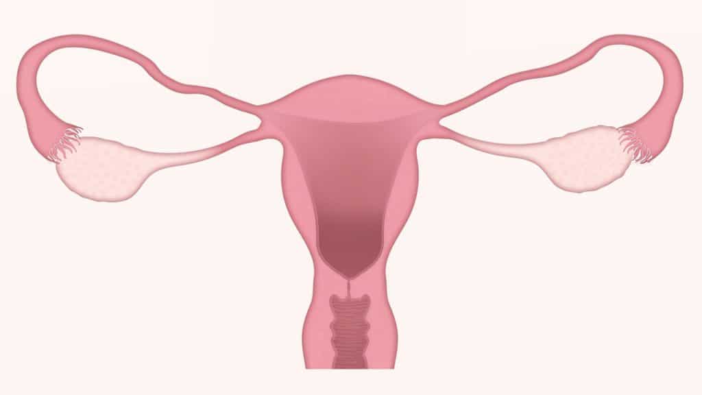 Der Gebärmutterhals  ist der untere Teil der Gebärmutter (Uterus), der sich mit der Spitze der Vagina verbindet