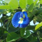 Butterfly Pea Flower Schmetterlingserbsen Blume