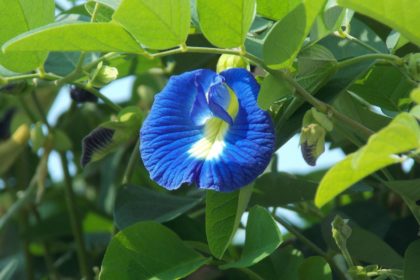 Butterfly Pea Flower Schmetterlingserbsen Blume