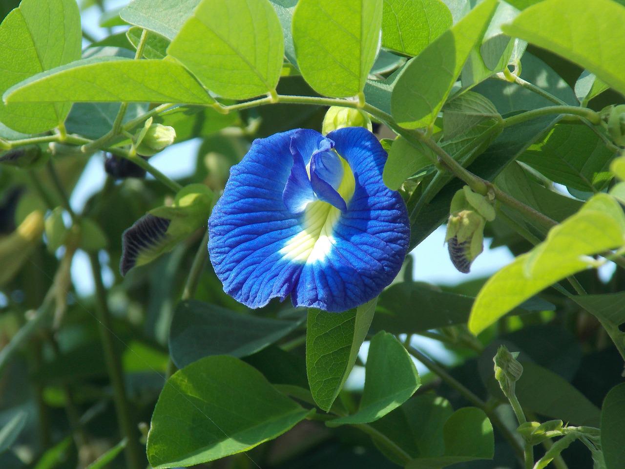 Butterfly Pea Flower Schmetterlingserbsen Blume