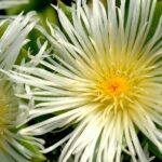 Kanna - Sceletium tortuosum - Vorteile und Wirkung Gehirn