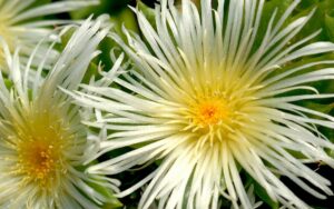 Kanna - Sceletium tortuosum - Vorteile und Wirkung Gehirn