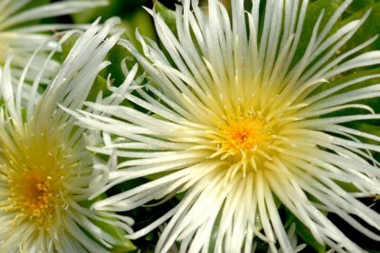 Kanna - Sceletium tortuosum - Vorteile und Wirkung Gehirn