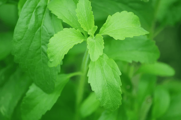 Stevia ist eine essbare Kräuterpflanze, die seit mehr als 1.500 Jahren verwendet wird. Im Gegensatz zu Sucralose und Aspartam ist es ein natürlicher Süßstoff.