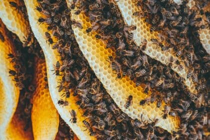 Die Kraft des Bienenwachses senkt sowohl Schmerzen als auch Cholesterin