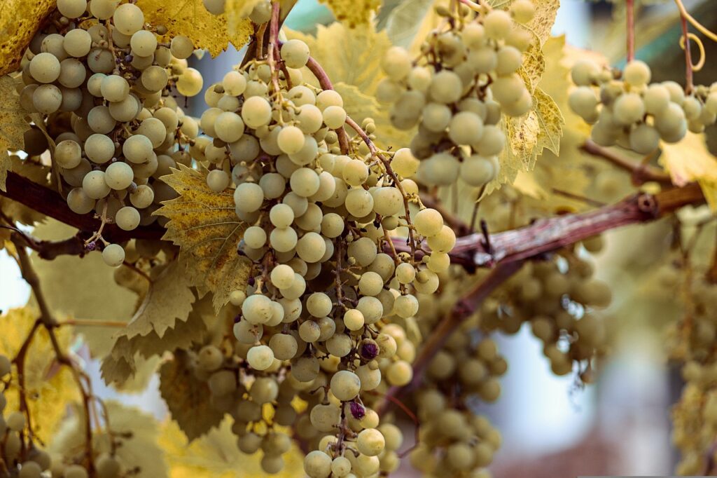 Trauben wachsen an Weinreben mit dem Artnamen Vitis vinifera  und gehören zur Familie der Vitacea