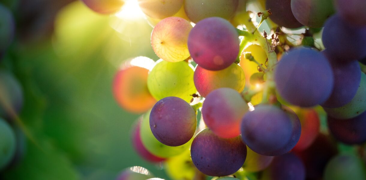 Vorteile von Weintrauben Ernährung für die Gesundheit