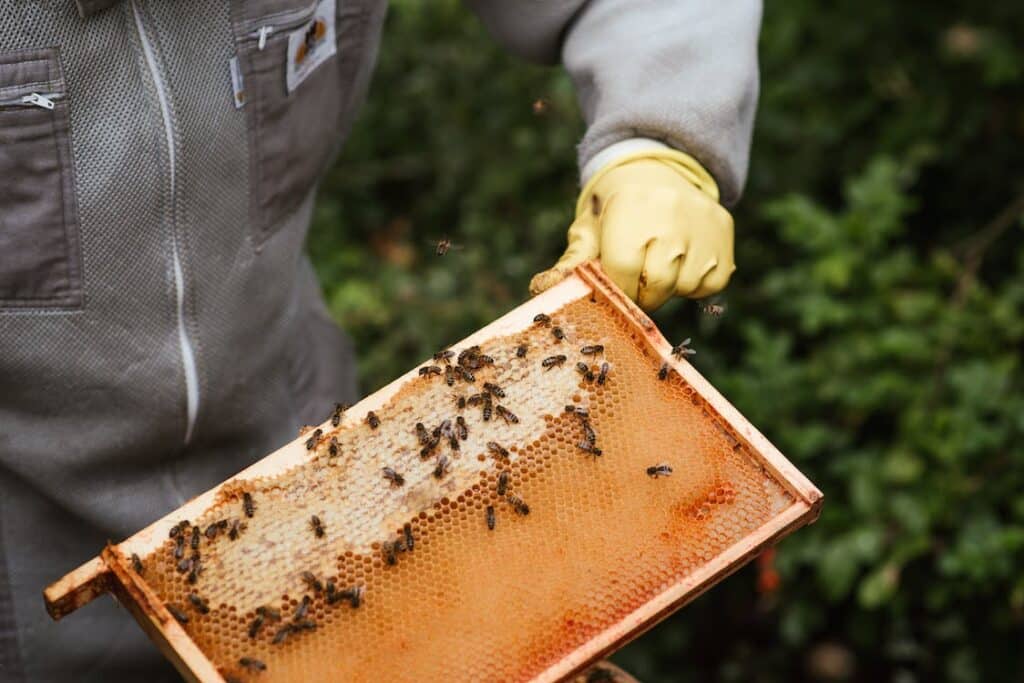 Was ist Bienenwachs?