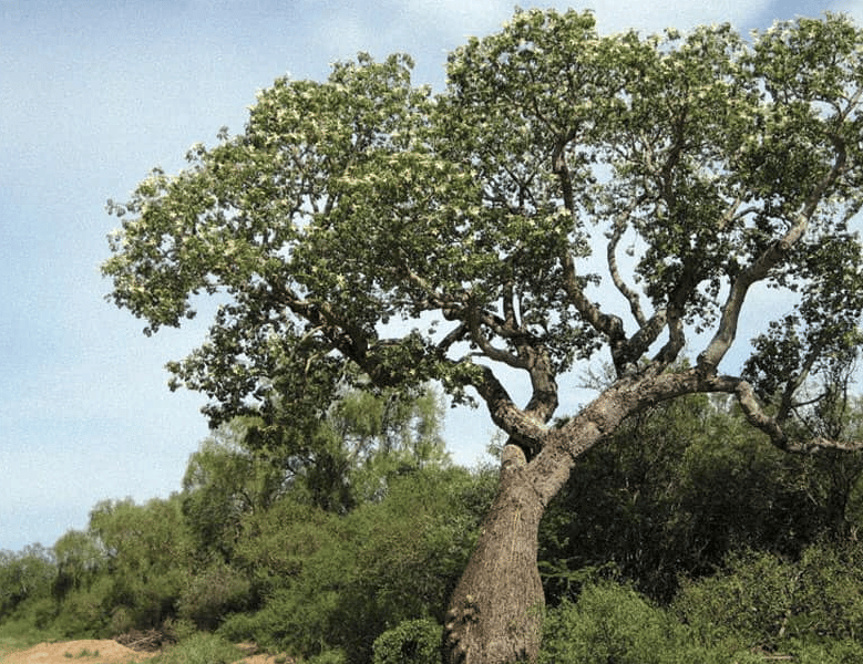 Der Palo-Santo-Baum gehört zur gleichen botanischen Familie (Burseraceae) 