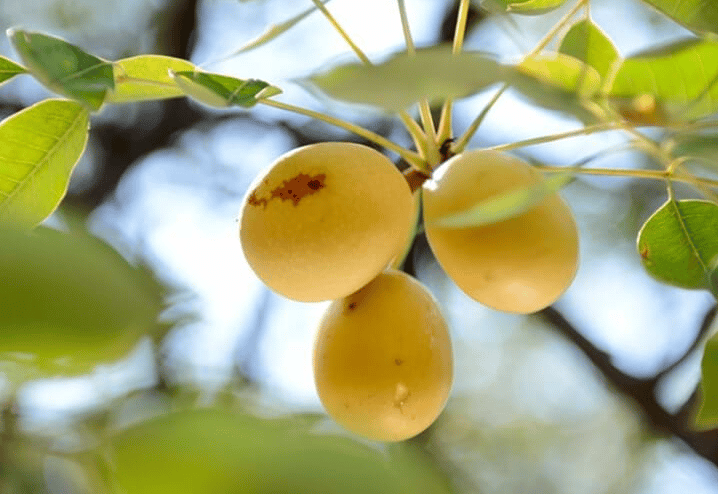 Marula-Öl stammt vom Sclerocarya birrea- oder Marula-Baum