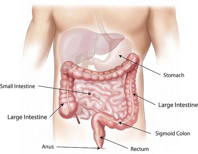Anatomische Position des Dickdarms