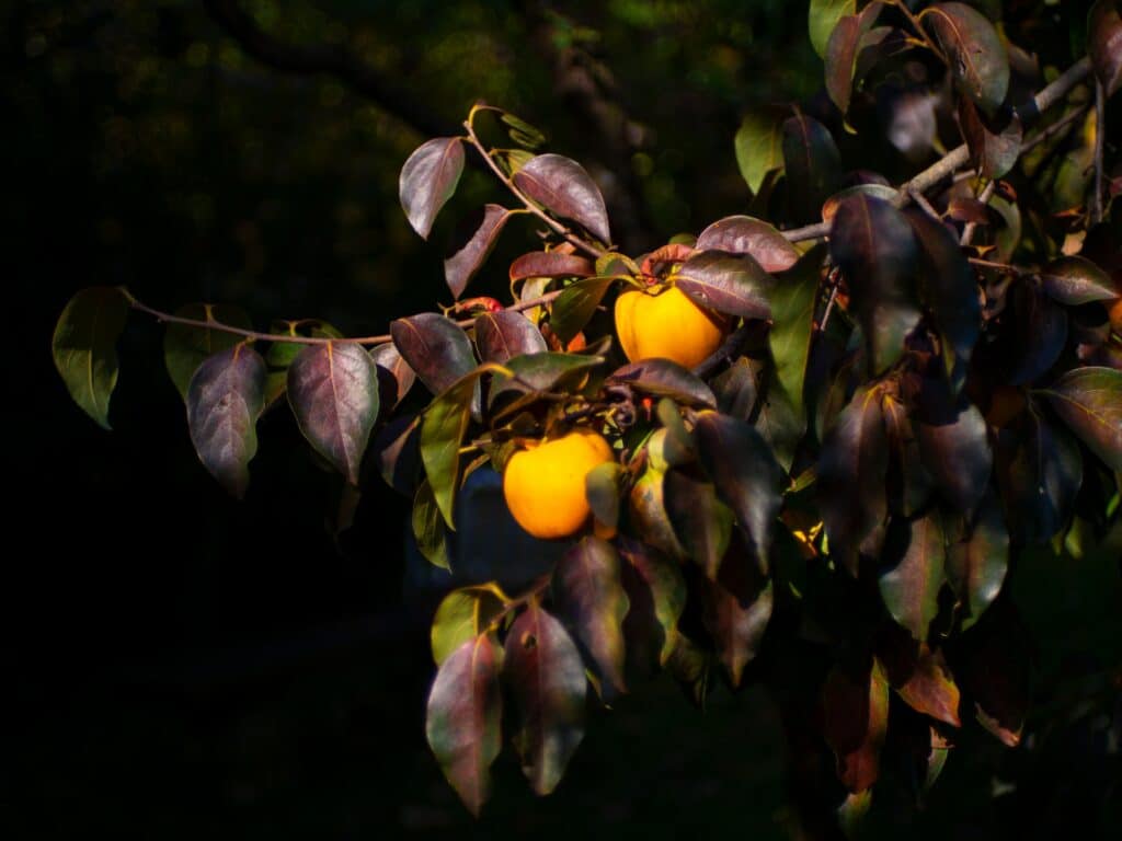 Quitten - Herbstfrüchte