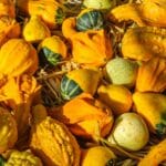 Top 11 Herbstfrüchte + ihre Vorteile