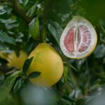 Pomelo: Wie gesund ist die Zitrusfrucht und woher kommt sie