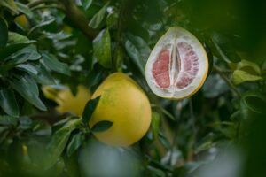 Pomelo: Wie gesund ist die Zitrusfrucht und woher kommt sie