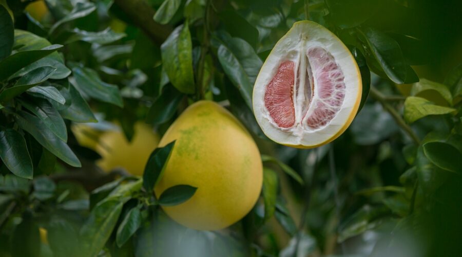 Pomelo: Wie gesund ist die Zitrusfrucht und woher kommt sie