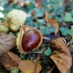 Rosskastanie (Aesculus hippocastanum) - Wirkung & Anwendung