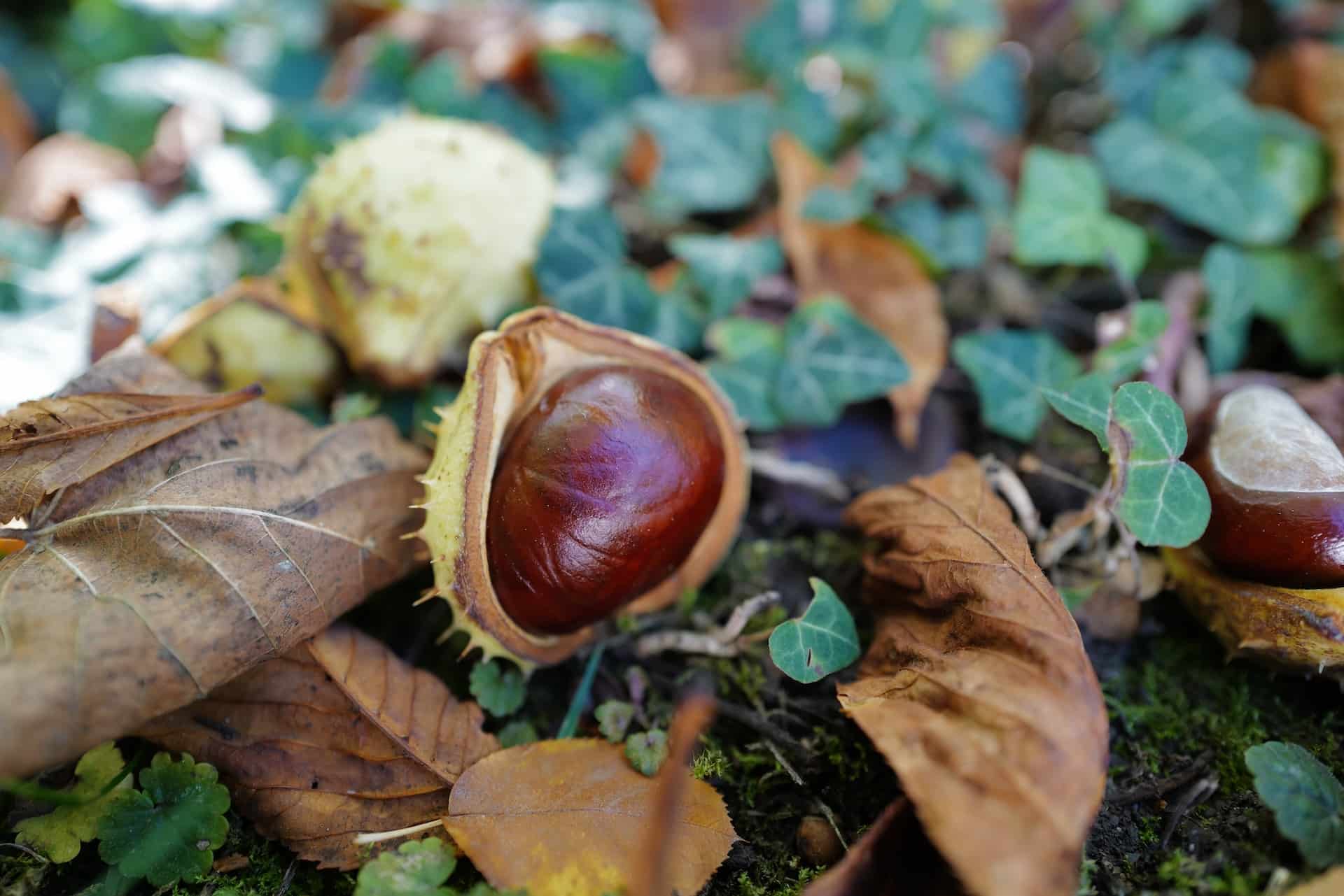 Rosskastanie (Aesculus hippocastanum) - Wirkung & Anwendung