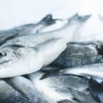 Fisch - Welchen Sie essen und welchen Sie meiden sollten