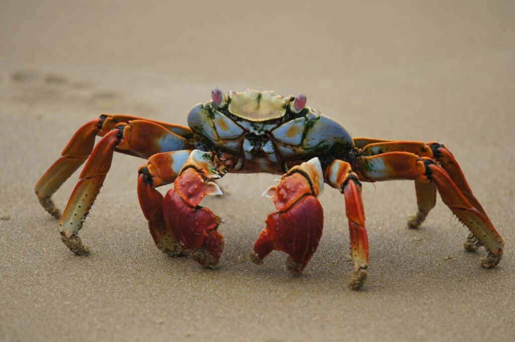 Krallen einer Krabbe - die größte Regenerationsfähigkeit haben 