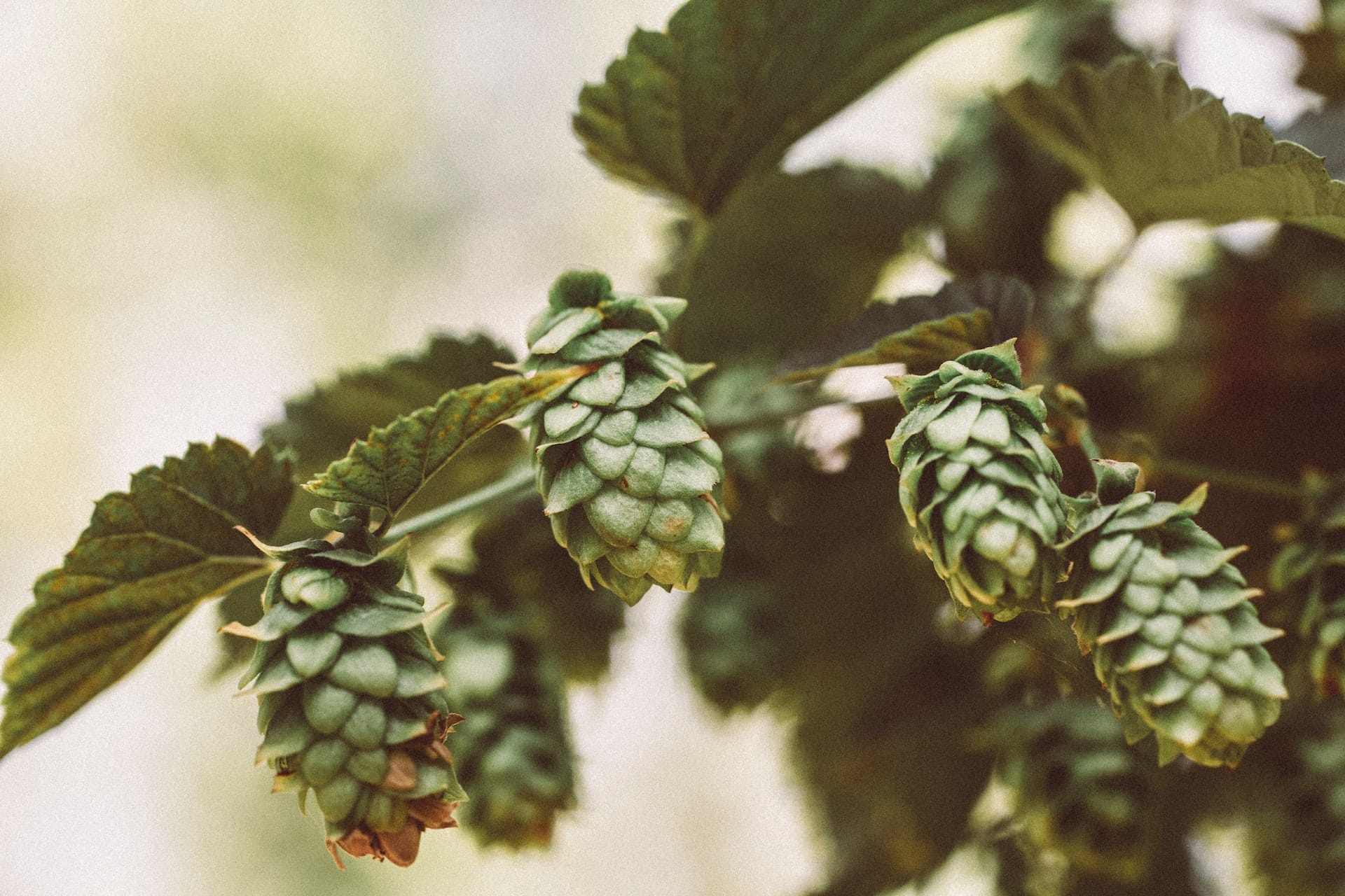 Die gesundheitlichen Vorteile von Hopfen - Wirkung von Hopfenzapfen