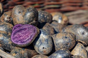 Lila Kartoffeln voller Antioxidantien: Die gesunden, vielseitigen Kohlenhydrate