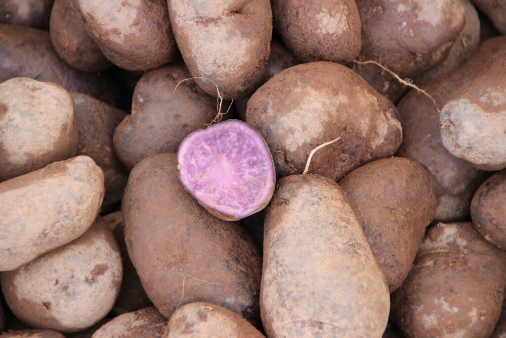 Die violette Kartoffel hat spezielle Namen wie Purple Majesty, Purple Viking und Purple Peruvian und ist normalerweise das ganze Jahr über erhältlich