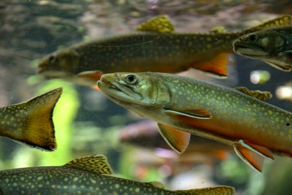 Regenbogenforelle (gezüchtet) – guter Fisch zum Essen