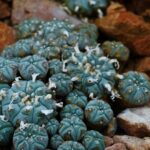 Peyote: Heilpflanze oder gefährliche halluzinogene Droge?