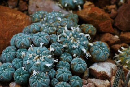 Peyote: Heilpflanze oder gefährliche halluzinogene Droge?