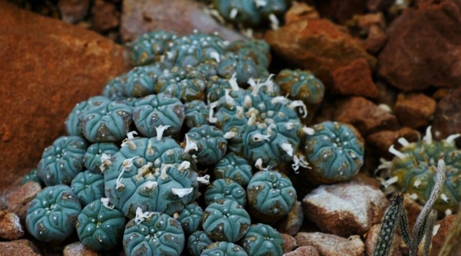 Peyote: Heilpflanze oder gefährliche halluzinogene Droge?