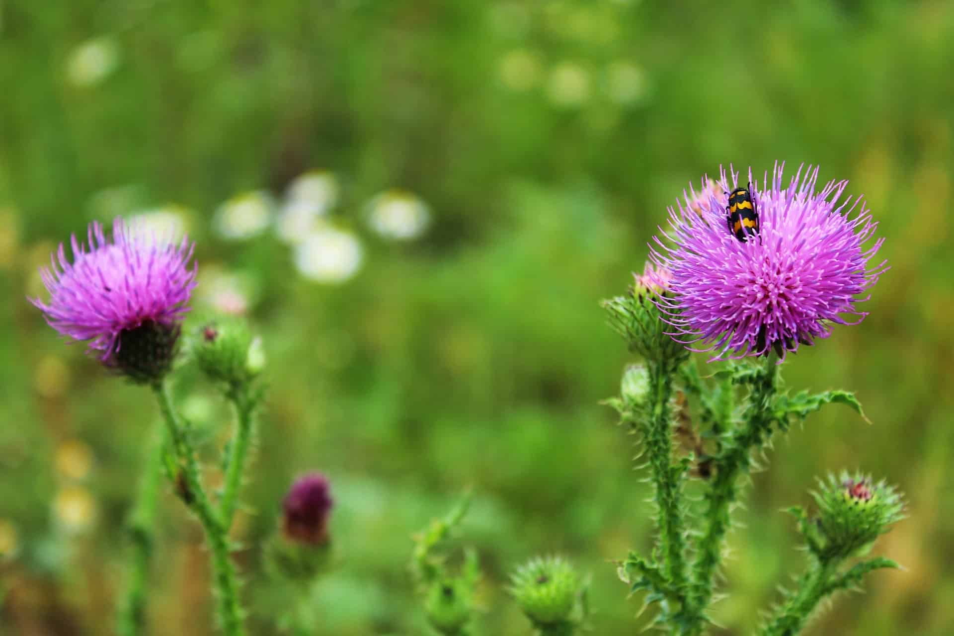 Was ist Mariendistel?