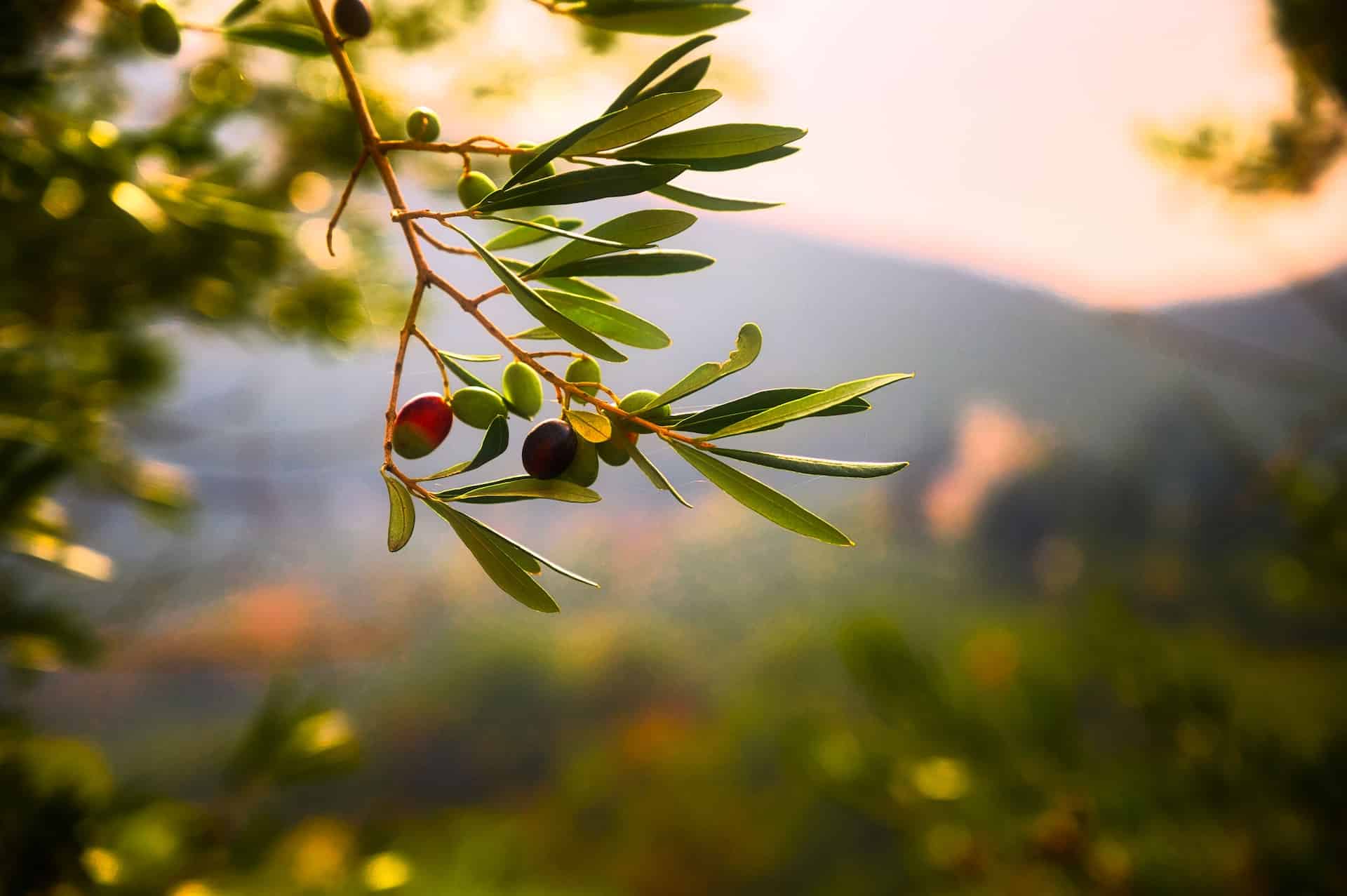 Olivenöl wird aus der Frucht des Olivenbaums ( Olea europaea ) hergestellt