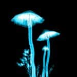 Psilocybin „Magic Mushrooms“: Linderung bei Depressionen und Angstzuständen nach einer Dosis?