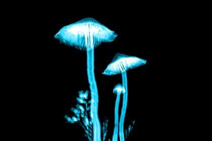 Psilocybin „Magic Mushrooms“: Linderung bei Depressionen und Angstzuständen nach einer Dosis?