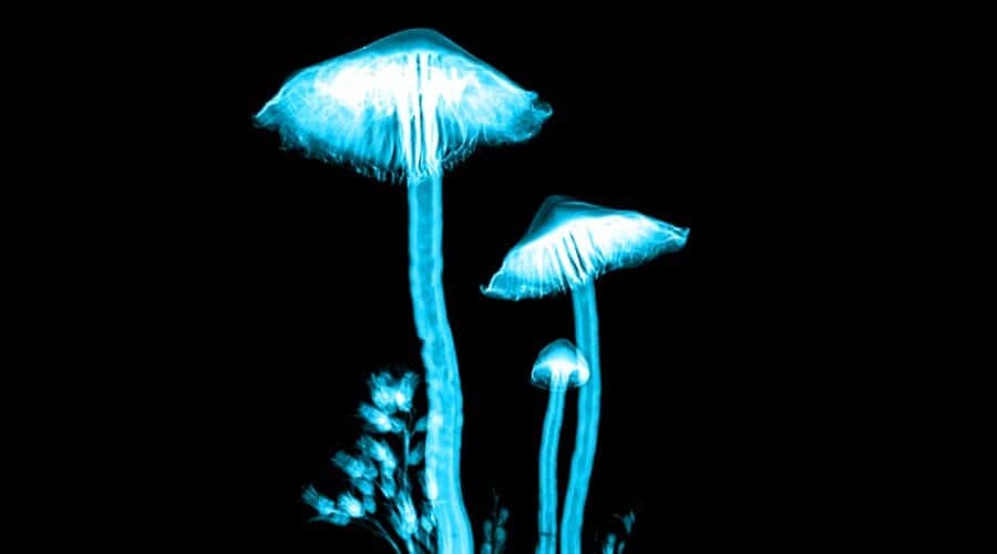 Psilocybin „Magic Mushrooms“: Linderung bei Depressionen und Angstzuständen nach einer Dosis?