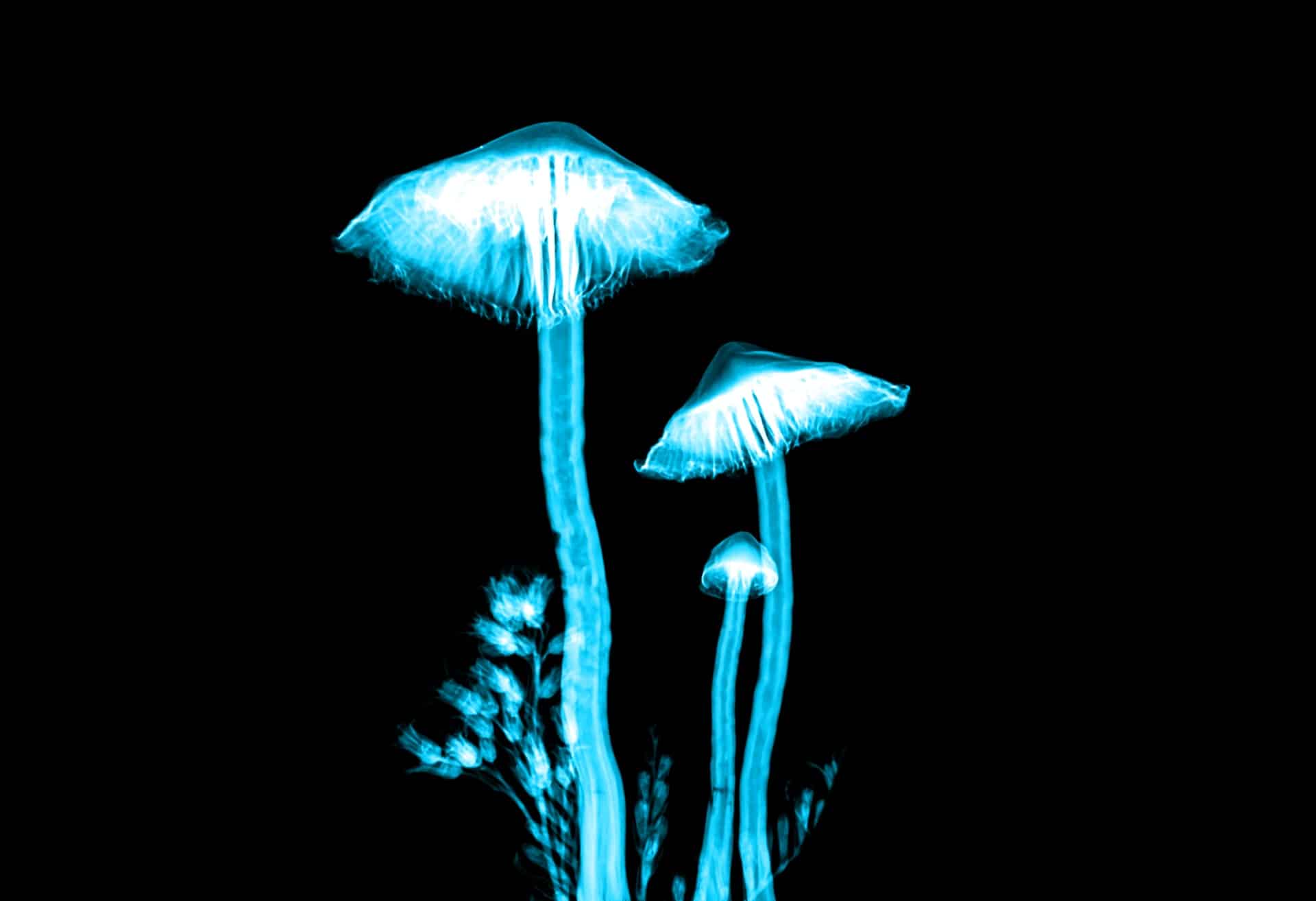 Psilocybin „Magic Mushrooms“: Linderung bei Depressionen und Angstzuständen nach einer Dosis?