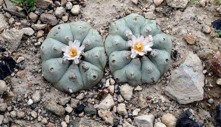 Peyote ( Lophophora williamsii ) ist eine halluzinogene Kaktusart, die zur Familie der Cactaceae gehört