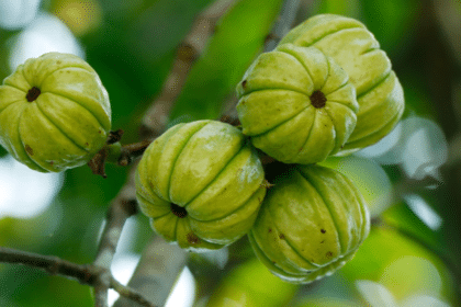 Garcinia Cambogia: Sicher zum Abnehmen? Oder gehyped und gefährlich?