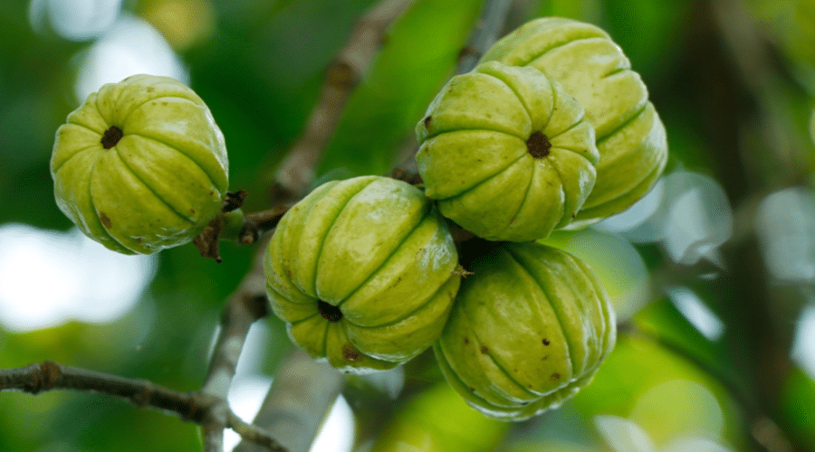 Garcinia Cambogia: Sicher zum Abnehmen? Oder gehyped und gefährlich?