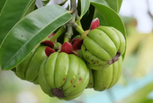 Garcinia Cambogia: Wirkung für Abnehmen und Erfahrung