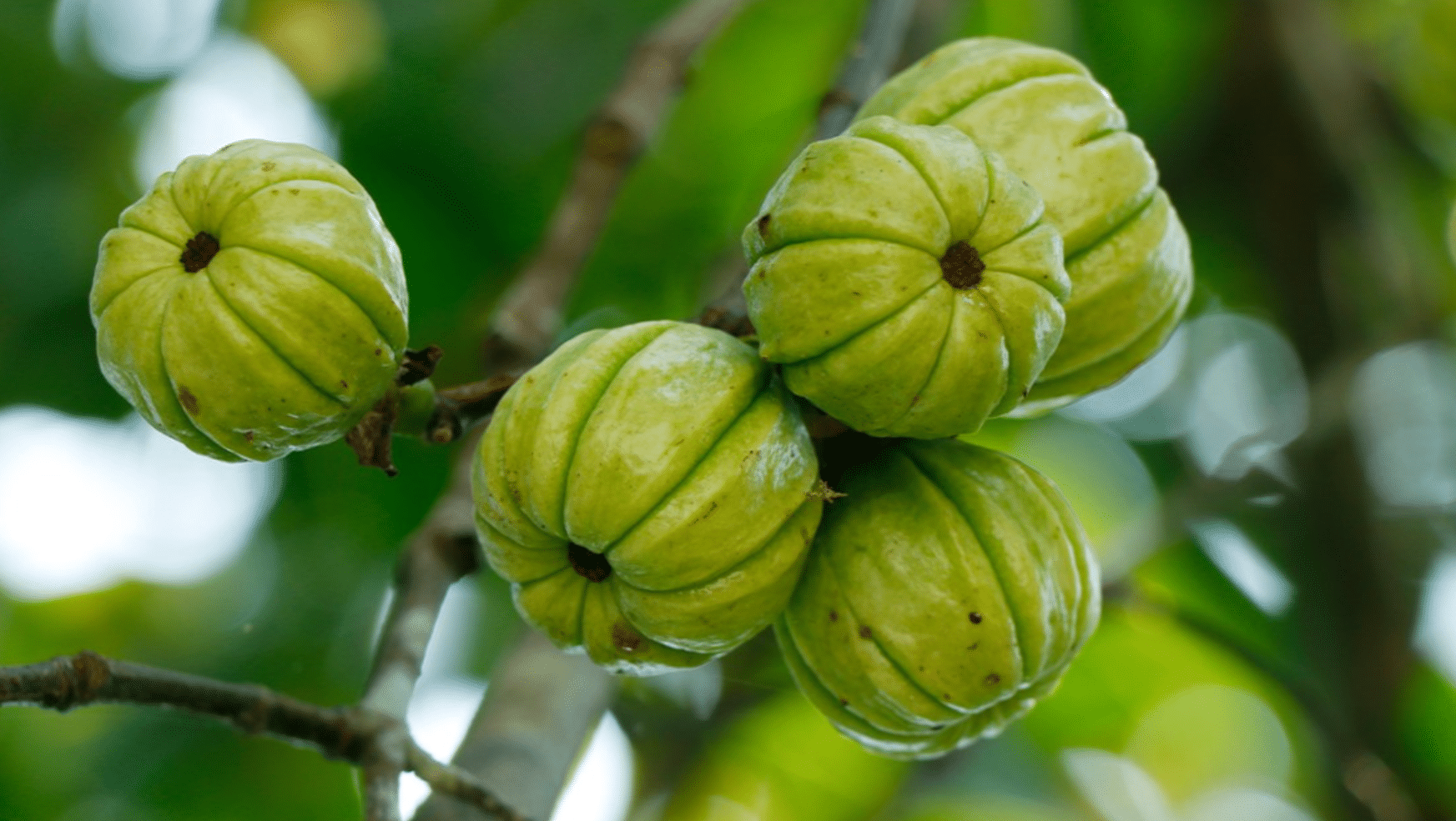 Garcinia Cambogia: Sicher zum Abnehmen? Oder gehyped und gefährlich?